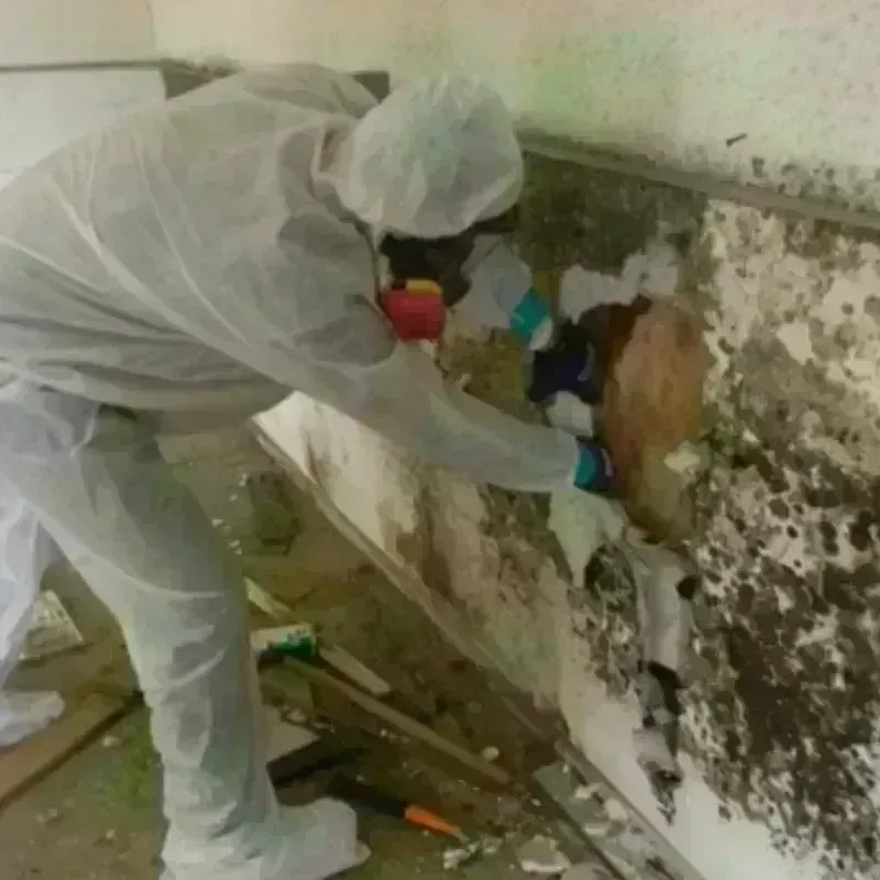 Mold Remediation and Removal in Gorman, NC